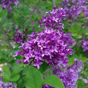 Сирень мейера Bloomerang dark purple