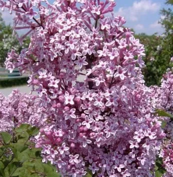 Сирень Josee