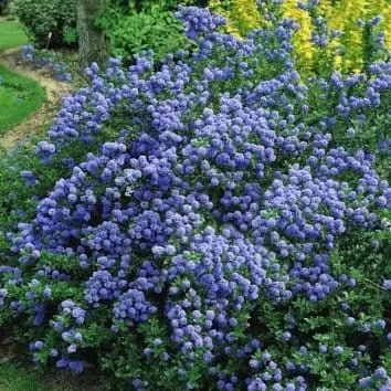 Цеанотус Blue mound