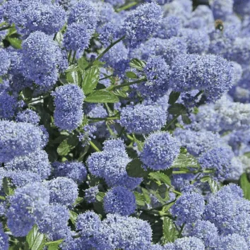 Цеанотус Repens