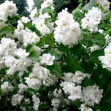 Чубушник Bouquet blanc