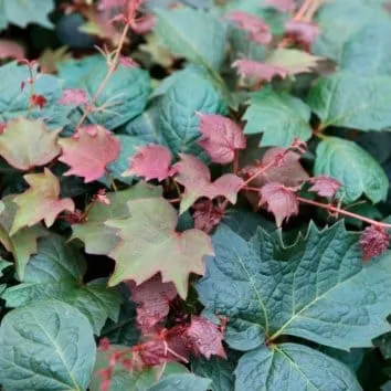Виноград девичий триостренный Purpurea