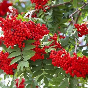 Рябина Krasavica