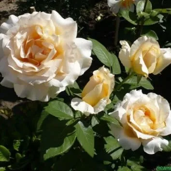 Роза чайно гибридная Casanova