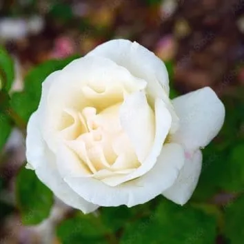 Роза чайно гибридная White queen