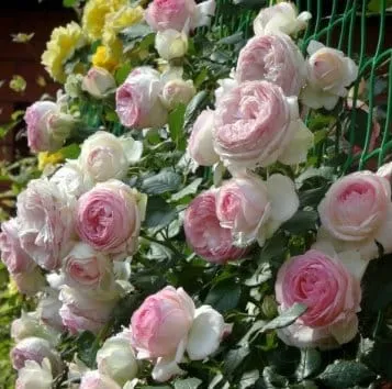 Роза плетистая Eden rose