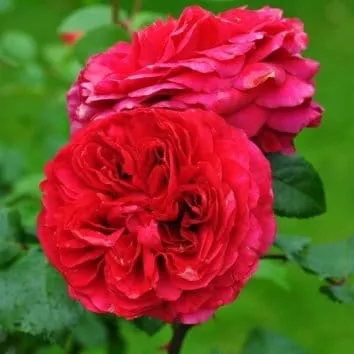 Роза флорибунда Red leonardo da vinci