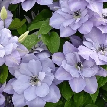 Клематис Blue cotillion