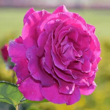 Роза чайно гибридная Purple orient