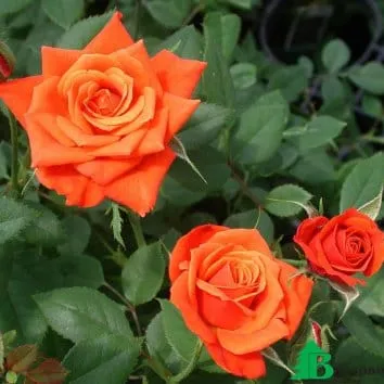 Роза миниатюрная Miniature orange
