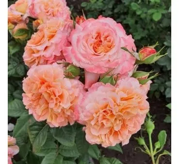 Роза чайно гибридная Augusta luise
