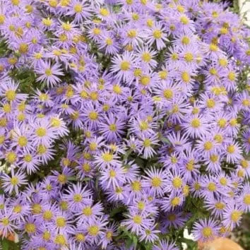 Астра агератовидная Eleven purple