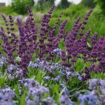 Шалфей мутовчатый Purple rain