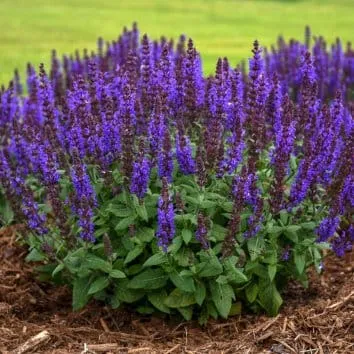 Шалфей дубравный Blue bouquetta