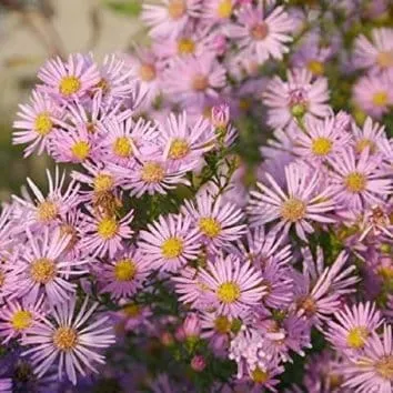 Астра кустарниковая Pink star