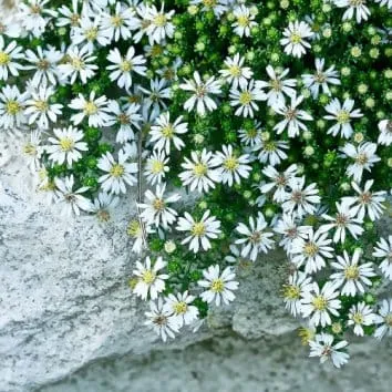 Астра вересковидная Snow flurry