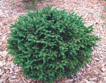 Ель обыкновенная Pumila glauca
