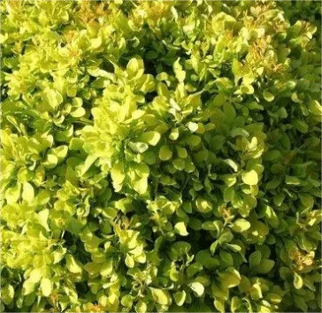Барбарис тунберга Lime star