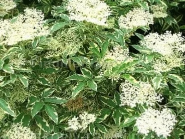 Бузина черная Variegata