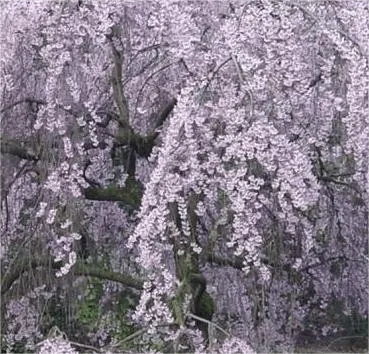 Вишня декоративная Pendula