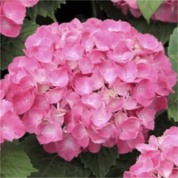 Гортензия крупнолистная Early pink