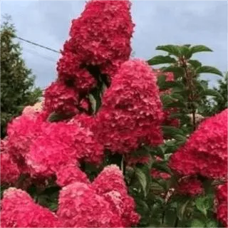 Гортензия метельчатая Petite cherry