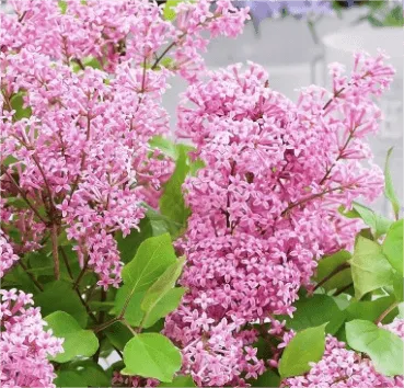 Сирень мейера Flowerfesta pink