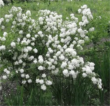 Чубушник Pompon