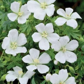 Герань кроваво красная Album