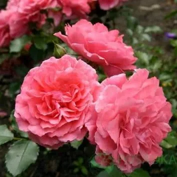 Роза плетистая Rosarium uetersen