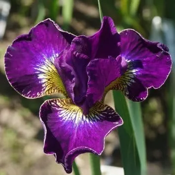 Ирис сибирский Crimson cloissone
