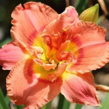 Лилейник Congo coral