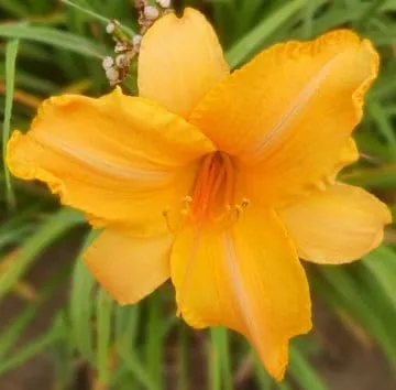 Лилейник Ruffled apricot