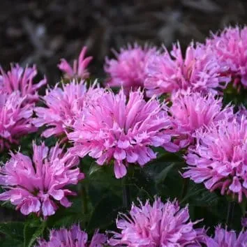 Монарда двойчатая Pink frosting
