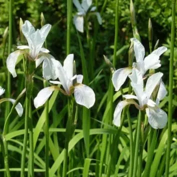 Ирис сибирский Weiss