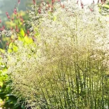 Луговик (щучка дернистая) Tardiflora