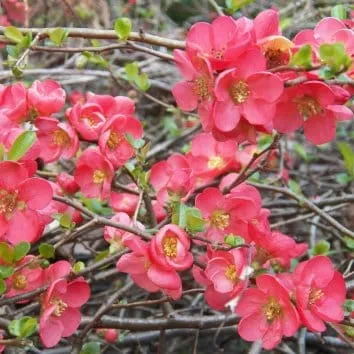 Айва японская Pink lady