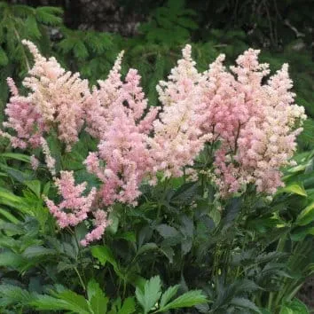 Астильба японская Peach blossom