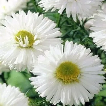 Астра ново бельгийская White