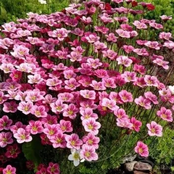 Камнеломка арендса Carpet pink
