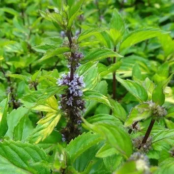 Мята имбирная Ginger mint
