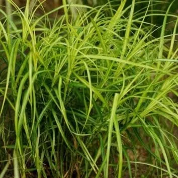 Осока пальмолистная Variegata