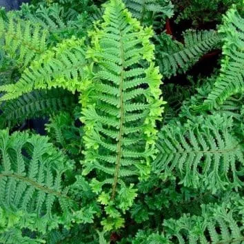 Щитовник мужской Crispa cristata