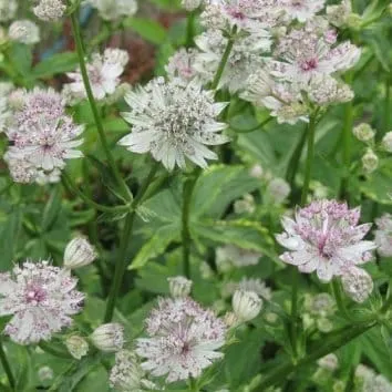 Астранция Sunningdale variegata