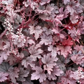 Гейхерелла Plum cascade