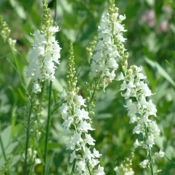 Льнянка пурпурная Springside white