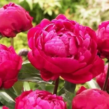 Пион молочноцветковый Red sarah bernhardt (fiona)