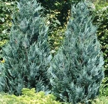 Кипарисовик лавсона Van pelts blue