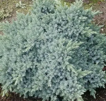 Можжевельник чешуйчатый Blue star