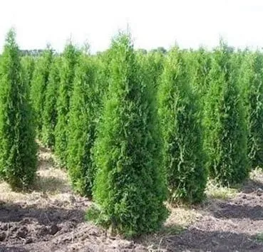 Туя западная Pyramidalis compacta